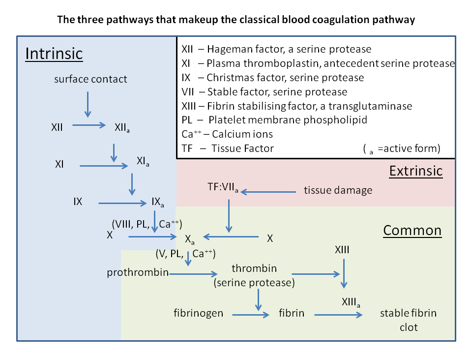 Classical blood coagulation pathway