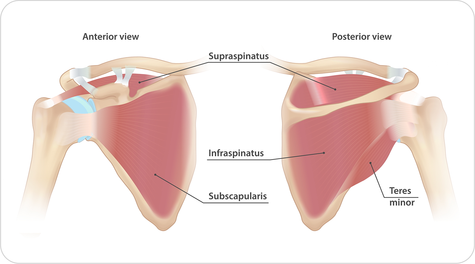 Rotator cuff muscles and tendon anatomy